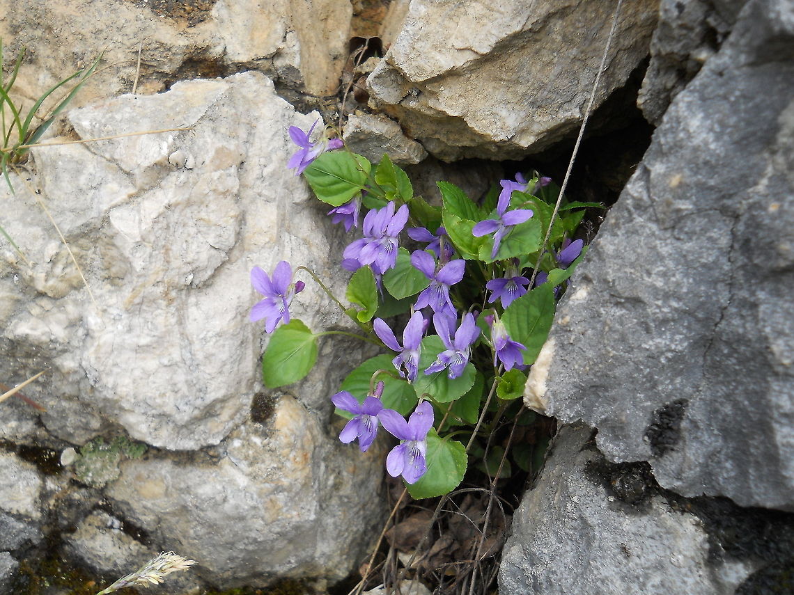 Viola  Common dog-violet,Viola riviniana