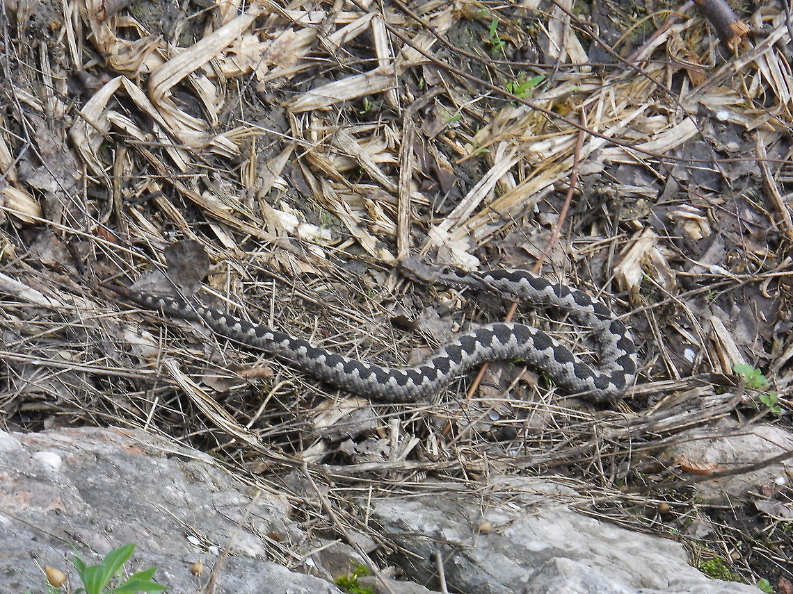 Vipera ammodytes  Bosnia and Herzegovina,Geotagged,Nose-horned viper,Vipera ammodytes