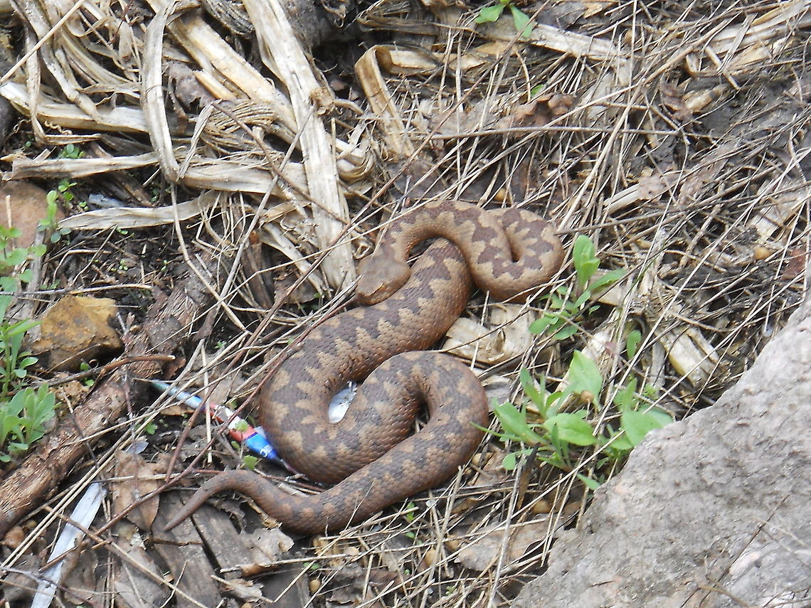 Vipera ammodytes  Bosnia and Herzegovina,Geotagged,Nose-horned viper,Vipera ammodytes