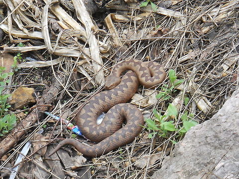 Vipera ammodytes  Bosnia and Herzegovina,Geotagged,Nose-horned viper,Vipera ammodytes