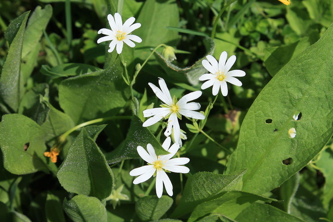 Stellaria holostea  Bosnia and Herzegovina,Geotagged,Greater Stitchwort,Stellaria holostea