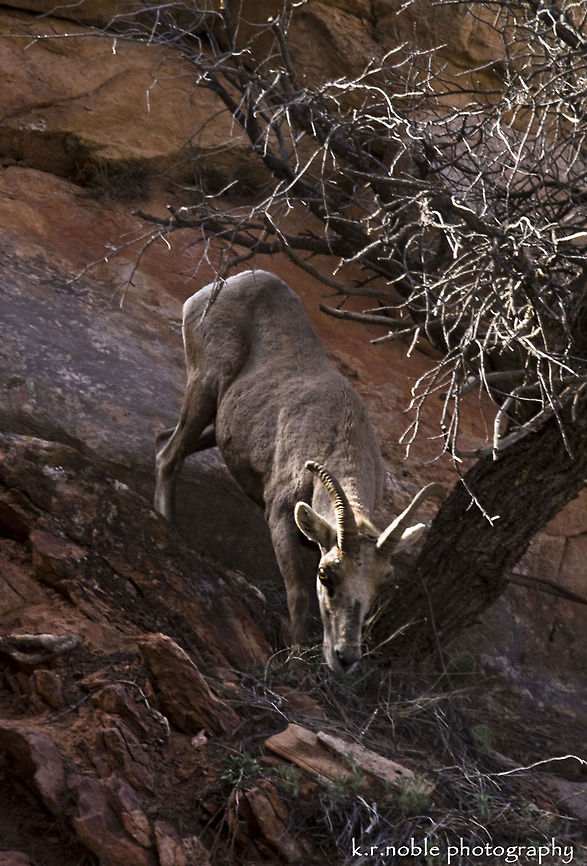 Bighorn sheep A bighorn sheep nibbles on brush in Zion Park, Utah. Bighorn sheep,Ovis canadensis