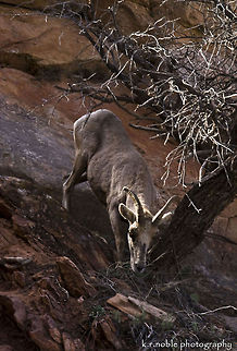 Bighorn sheep A bighorn sheep nibbles on brush in Zion Park, Utah. Bighorn sheep,Ovis canadensis