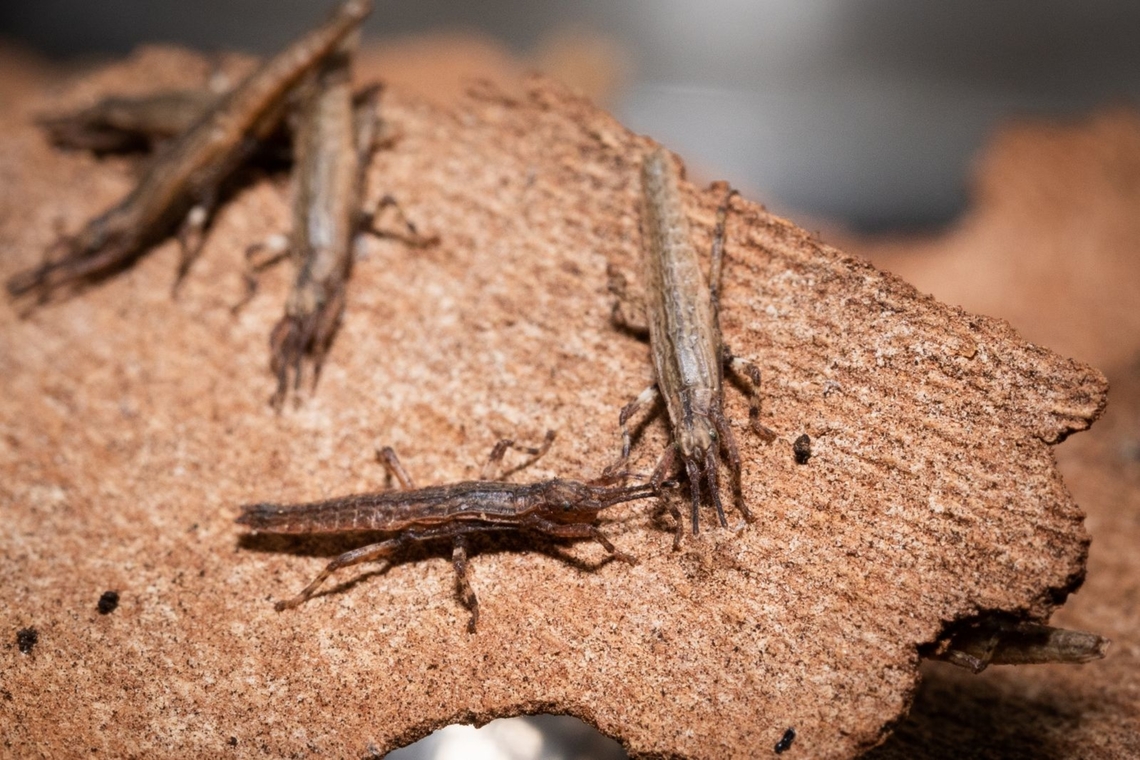 Tommasini Raphael Babies having fun on a piece of wood.  France,Geotagged,Hong Kong,Parthenogenesis,Stick insect