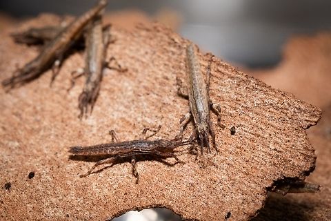 Tommasini Raphael Babies having fun on a piece of wood.  France,Geotagged,Hong Kong,Parthenogenesis,Stick insect