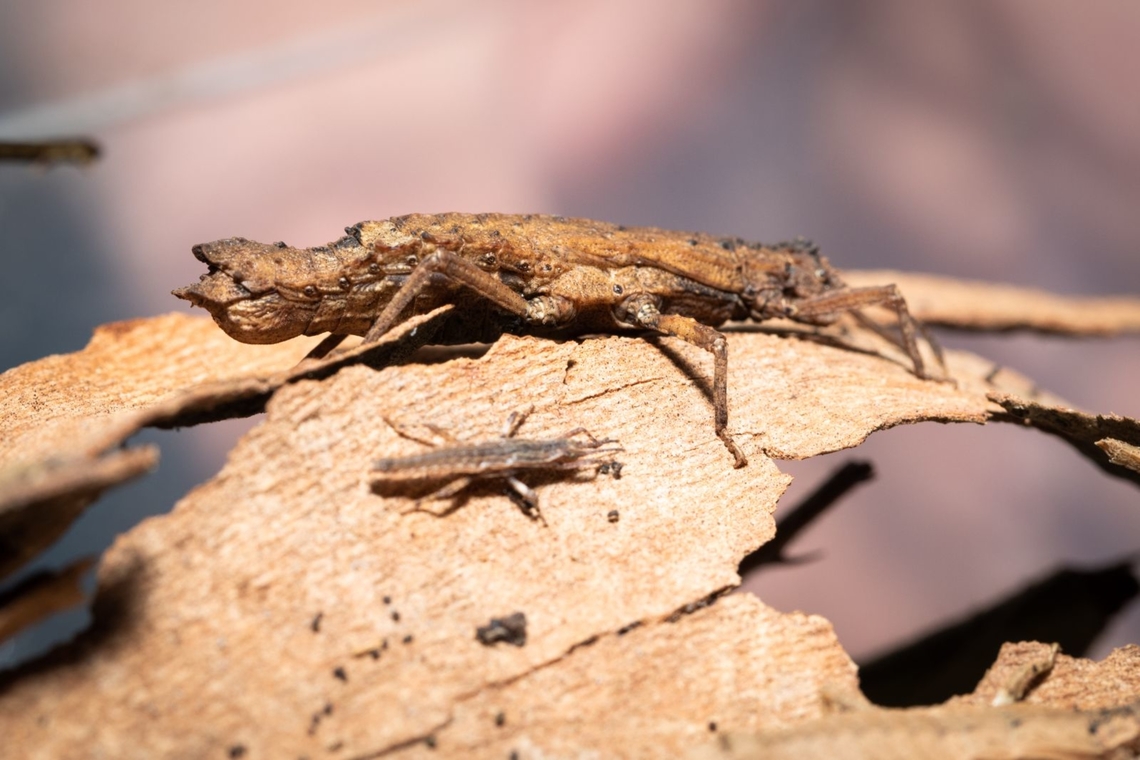 Planispectrum.hongkongense Beautifull adult female with her just born baby Baby,Hong Kong,Planispectrum hongkongense,Stick insect,small