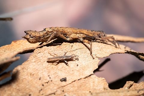 Planispectrum.hongkongense Beautifull adult female with her just born baby Baby,Hong Kong,Planispectrum hongkongense,Stick insect,small