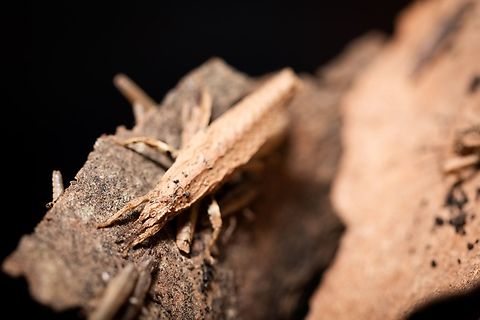 Planispectrum.hongkongense Hongkong  Geotagged,Hong Kong,Planispectrum hongkongense