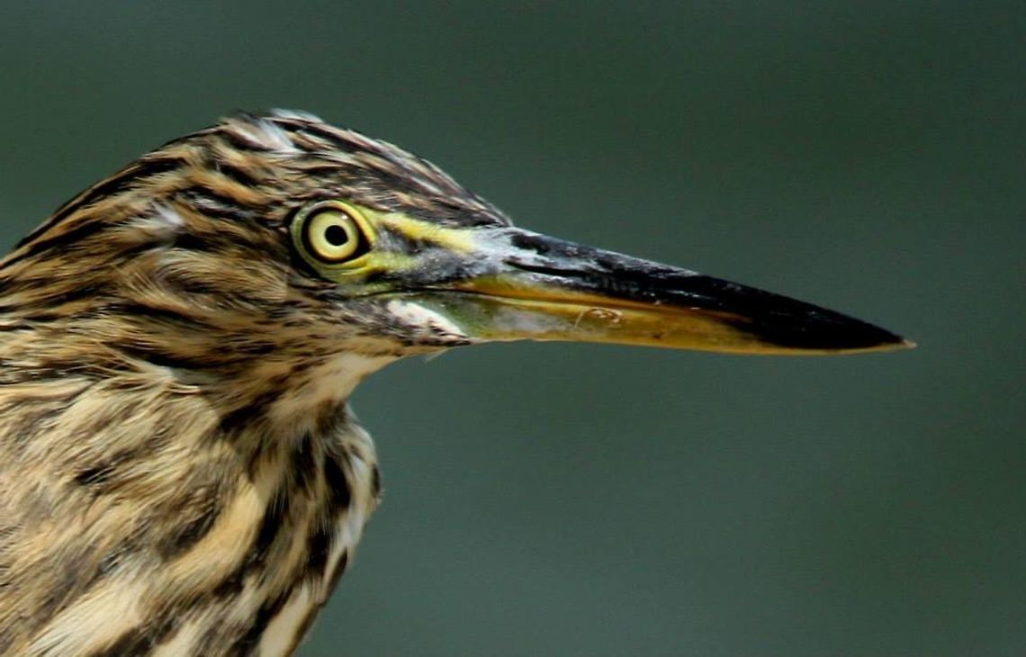 Pond Heron Portrait of Indian Pond Heron Ardeola grayii,Indian Pond Heron