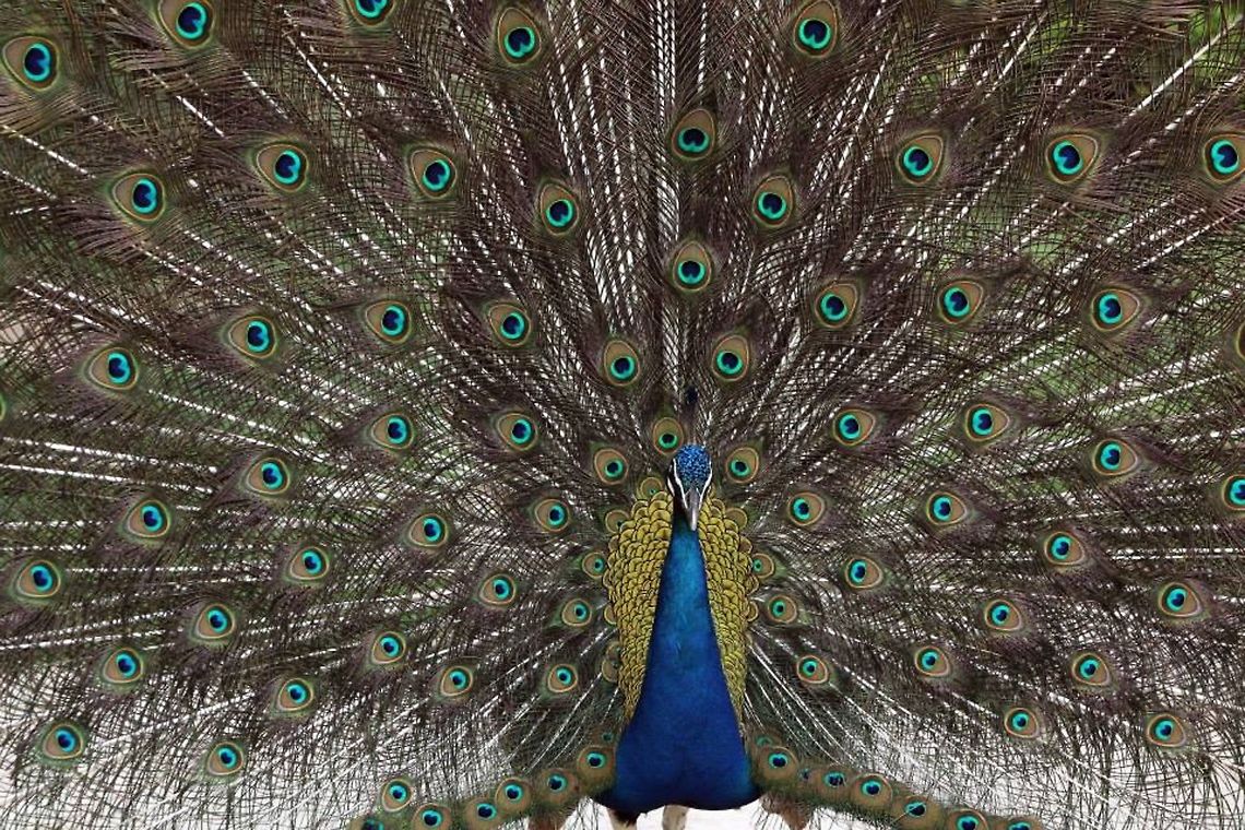 Peacock pride  Indian peafowl,Pavo cristatus