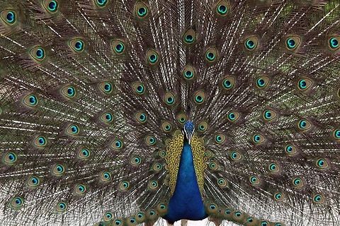 Peacock pride  Indian peafowl,Pavo cristatus