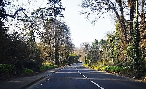Journeys I was traveling with my Family and the rode was empty so I quickly decided to snap a picture. Just at the right time I have to say...although I really think my mother was worried in case a car came speeding around the time. Bark,Branches,Bushes,Forest,Leaf,Leaves,Trees