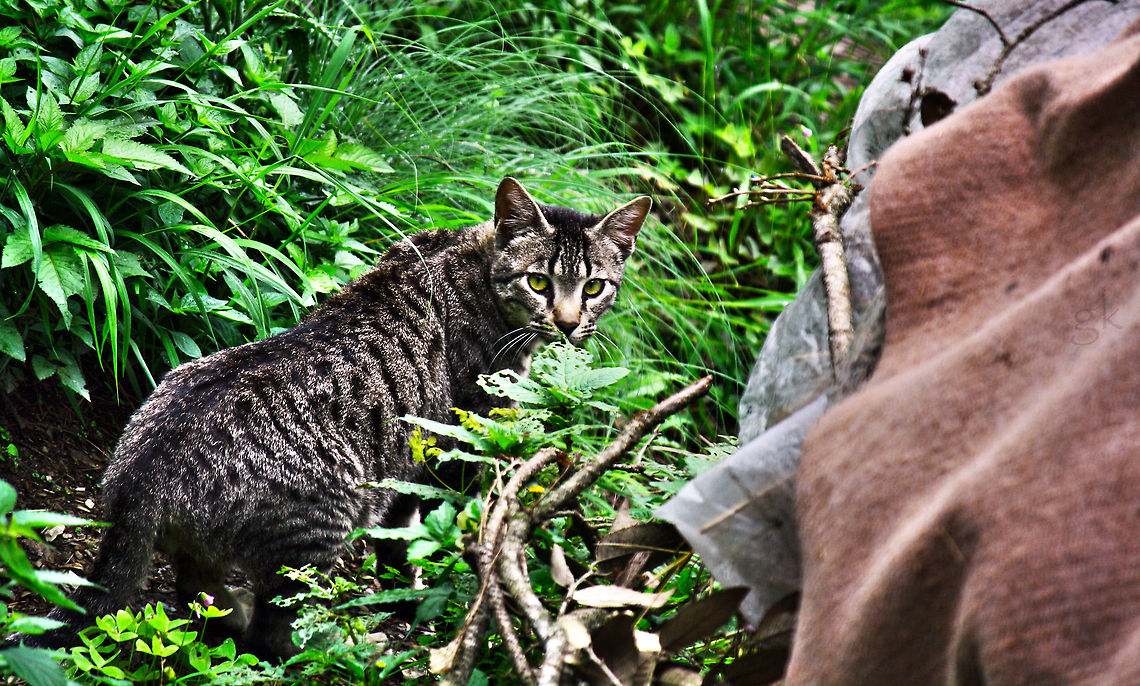 Wild Cat In The Woods It was a lucky click as the cat gave me a sudden stare at the time i was clicking the photograph Geotagged,India,Wildcat,Woods