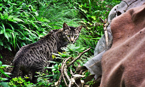 Wild Cat In The Woods It was a lucky click as the cat gave me a sudden stare at the time i was clicking the photograph Geotagged,India,Wildcat,Woods