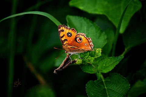 A Beautiful ButterFly  Geotagged,India,Junonia almana,Peacock Pansy,butterfly,wild,woods