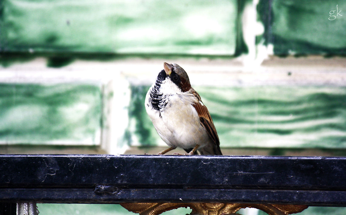 Posing Bird This was one of my very first clicks ever and i loved this pic as the bird was almost like it is posing for the pic. Cold,Cute Bird,Geotagged,Gk Photograpics,Grills,House Sparrow,India,Passer domesticus,Posing,Winter