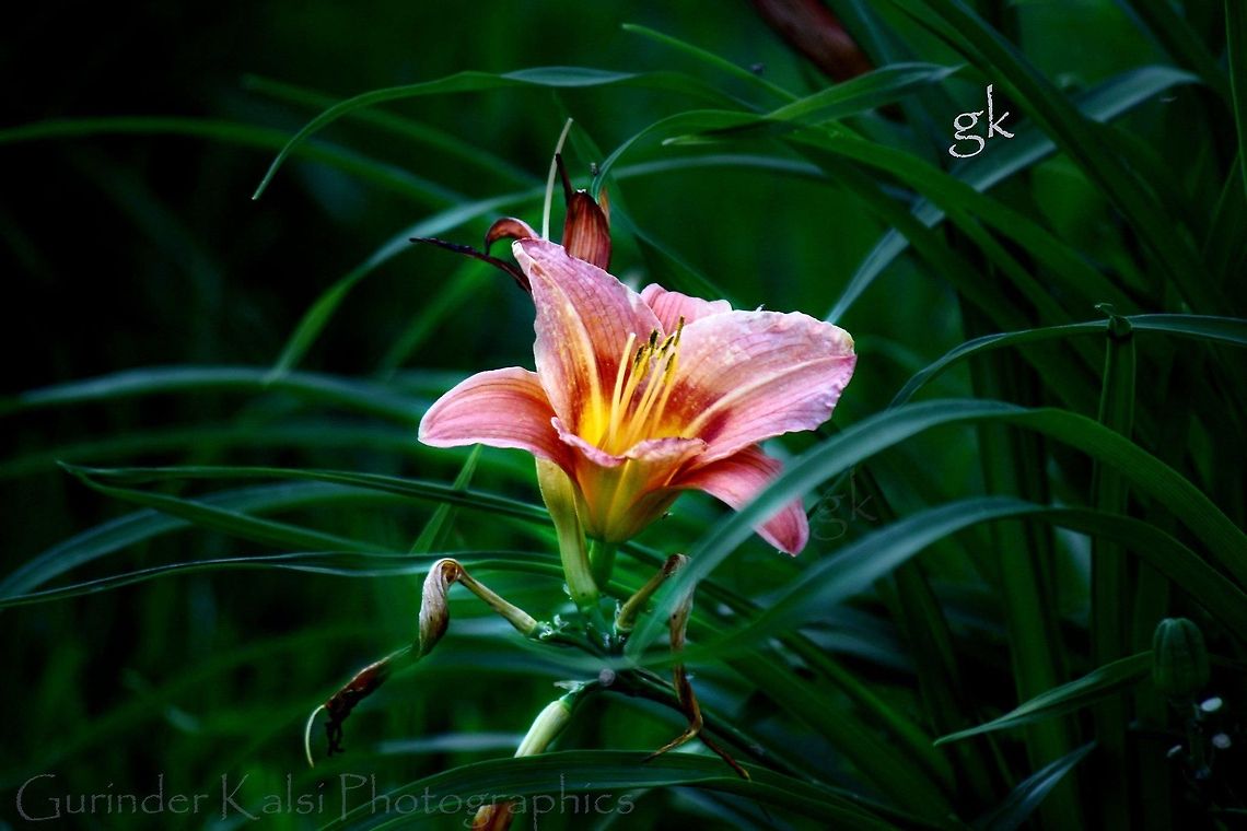 The Only Flower In The Bushes  Geotagged,India,beautiful flower,flower,pink,pink flower