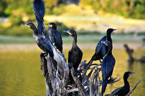Men in Black Phalacrocorax niger, Simply blackbird, where this does not lead to confusion with a similar-looking local species.