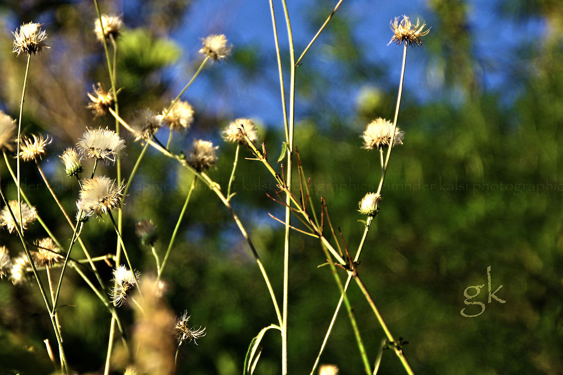 The Dandelion commonly found Dandalion posses for me . A good model.! Perfect Asteraceae