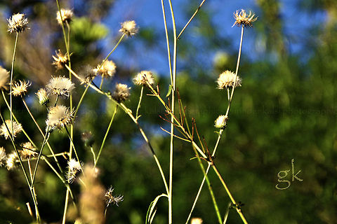 The Dandelion commonly found Dandalion posses for me . A good model.! Perfect Asteraceae