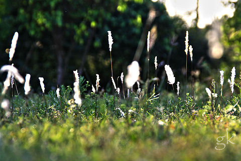 Evening Dew evening in my garden ! adds up freshness