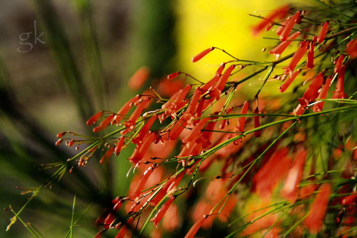 Pure Ornaments It is commonly grown as an ornamental plant. Russelia equisetiformis