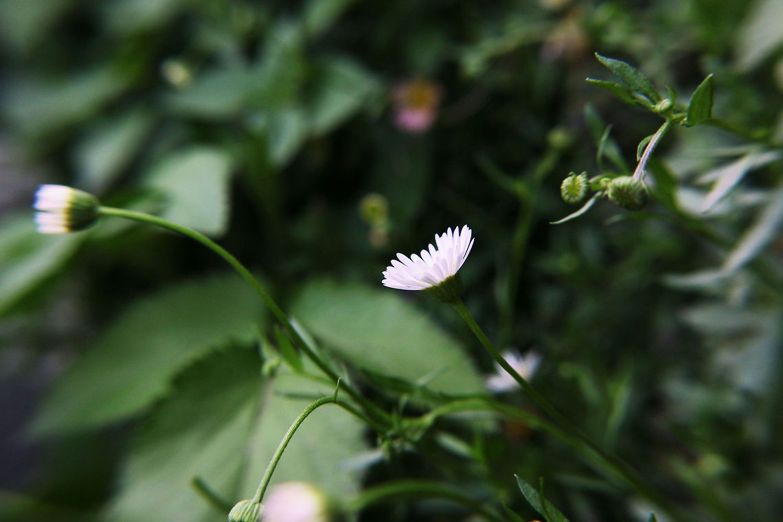 Blooming Daisy Daisy&#039;s commonly found in shimla situated at 2200m above the sea level.  Bellis perennis,Common daisy