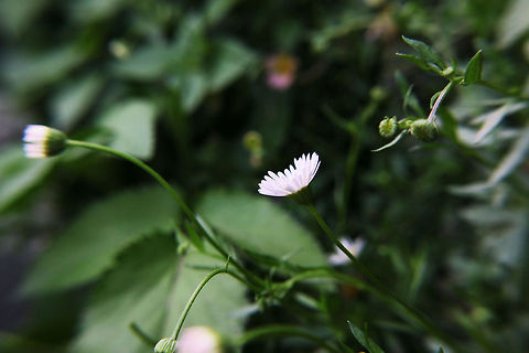 Blooming Daisy Daisy's commonly found in shimla situated at 2200m above the sea level.  Bellis perennis,Common daisy