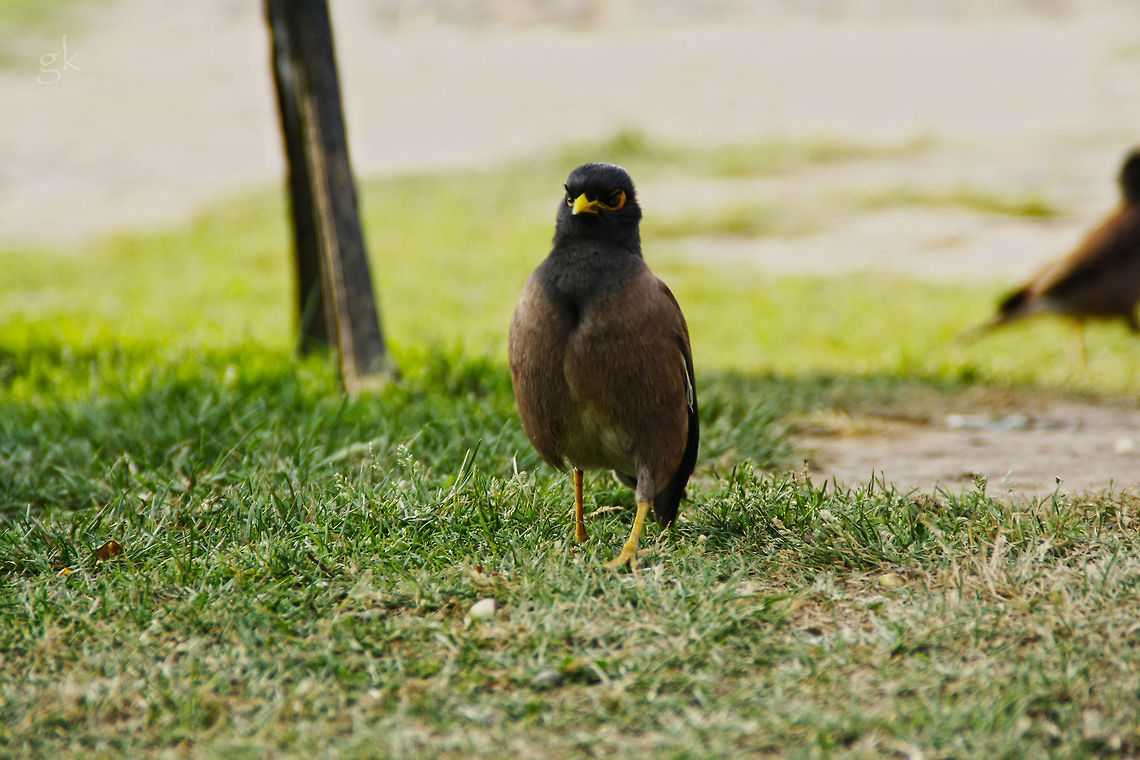 Here Comes The General  Common Hill Myna,Gracula  religiosa