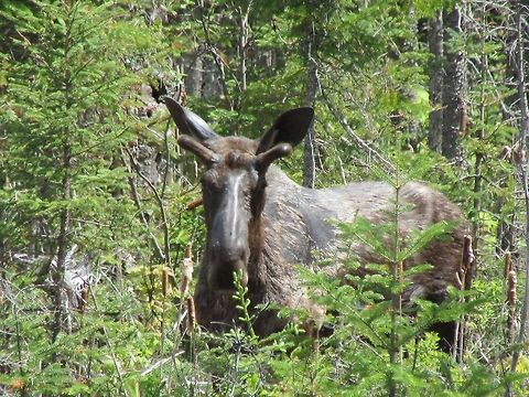 Mr. Moose Taken in the Upper Peninsula of Michigan in Marquette County on the side of the highway. Alces alces,Moose