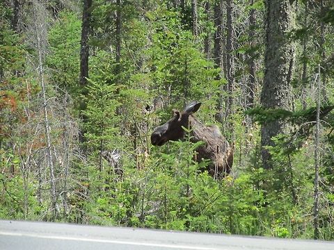 image  Alces alces,Moose
