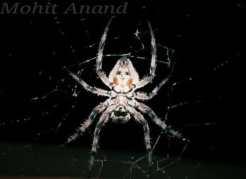 Spider  We can see a face of a female in this real picture of a spider...
RIGHTLY SAID BY ONE... THERE IS LIFE AFTER DEATH (Rebirth of every person) Spider