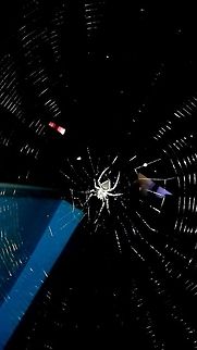 Spider weaving its Web !! Even a small insect work hard, To Stay Alive. orb weaver