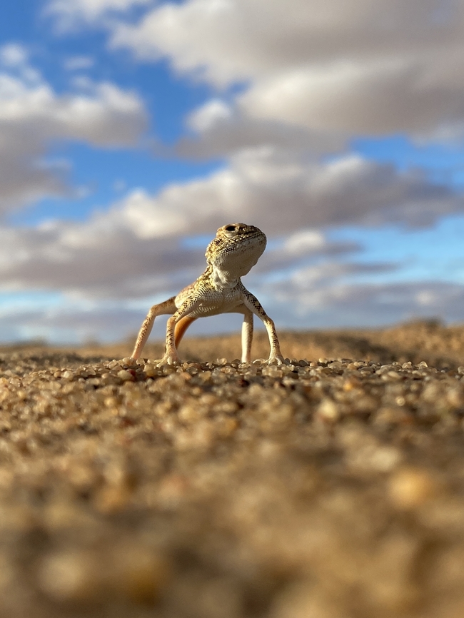 IMG_6875 Okay, the user is asking for information about the desert lizard. I need to cover the basics first. Let's start with the common name and scientific classification. Maybe mention different species that are known as desert lizards, like the horned lizard or the desert iguana Fall,Geotagged,Saudi Arabia