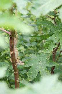 camouflage  Calotes versicolor,Oriental Garden Lizard