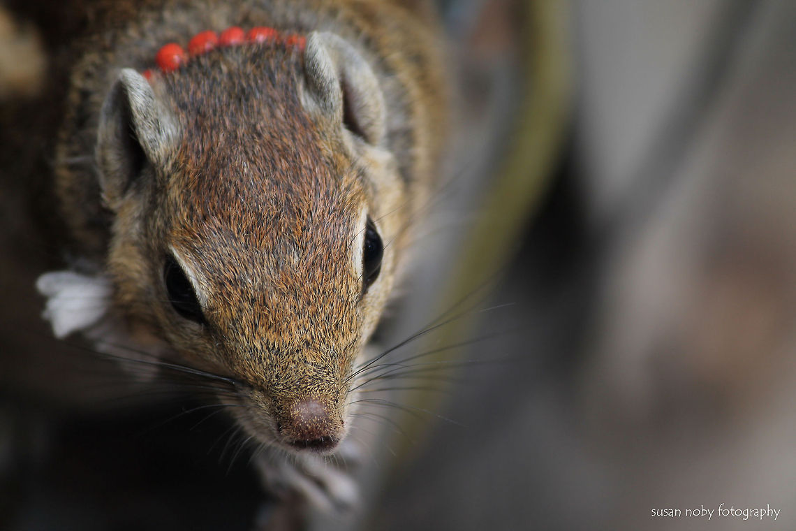 squirrel at the temple street