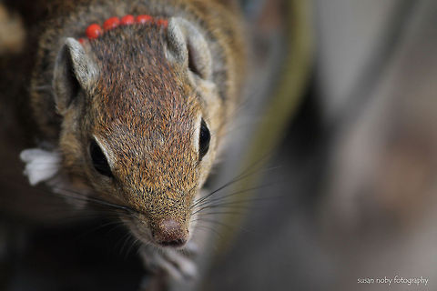 squirrel at the temple street