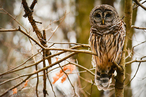 Owl in the Woods This photo was taken this past winter while strolling through the woods.  It was my first owl sighting in the woods, something I have been waiting for, and quite special to have happened on the first outing with my new camera.  Barred Owl,Geotagged,Nature,Strix varia,United States