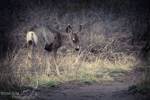 Colorado Deer We stumbled upon a group of 8-10 deer while walking through the Garden of the Gods in Colorado Springs, Colorado.  They were not at all disturbed by our presence, and I was able to get some close shots using my Nikon 70-300mm telephoto lens. I loved the serenity of this fawn grazing and am happy I got to capture this sweet, peaceful moment.  Colorado,Geotagged,Instagram,Mule Deer,Odocoileus hemionus,United States,posted