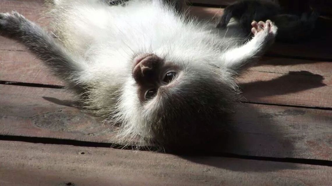 Monkey baby
