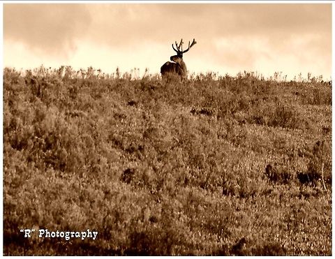 Into The Distance Bull elk looking off into the distance in Yellowstone National Park. Cervus canadensis,Elk,Geotagged,United States