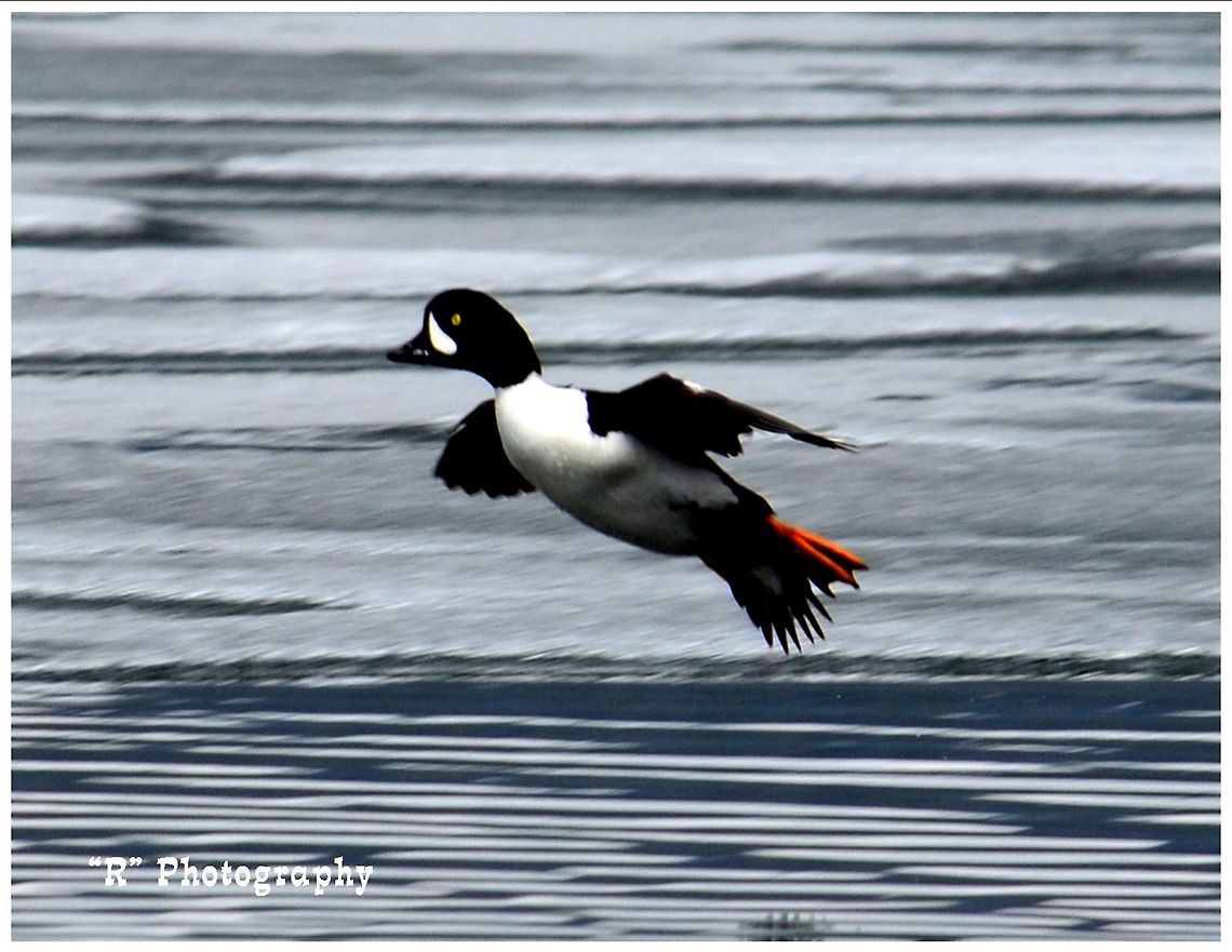 Coming In For The Land Common goldeneye coming in to land in Yellowstone Lake. Barrows goldeneye,Bucephala islandica,Geotagged,United States