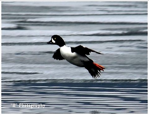 Coming In For The Land Common goldeneye coming in to land in Yellowstone Lake. Barrows goldeneye,Bucephala islandica,Geotagged,United States