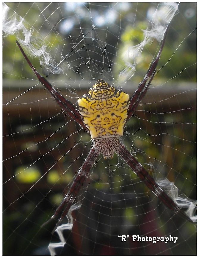 Web Master Hawaiian garden spider in Kona, Hawaii Island. Argiope appensa,Geotagged,United States