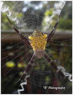 Web Master Hawaiian garden spider in Kona, Hawaii Island. Argiope appensa,Geotagged,United States