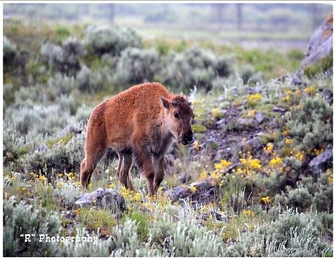 Nose Lickin' Good An American bison calf searching for a treat in Lamar Valley, Yellowstone National Park American bison,Bison bison,Geotagged,United States