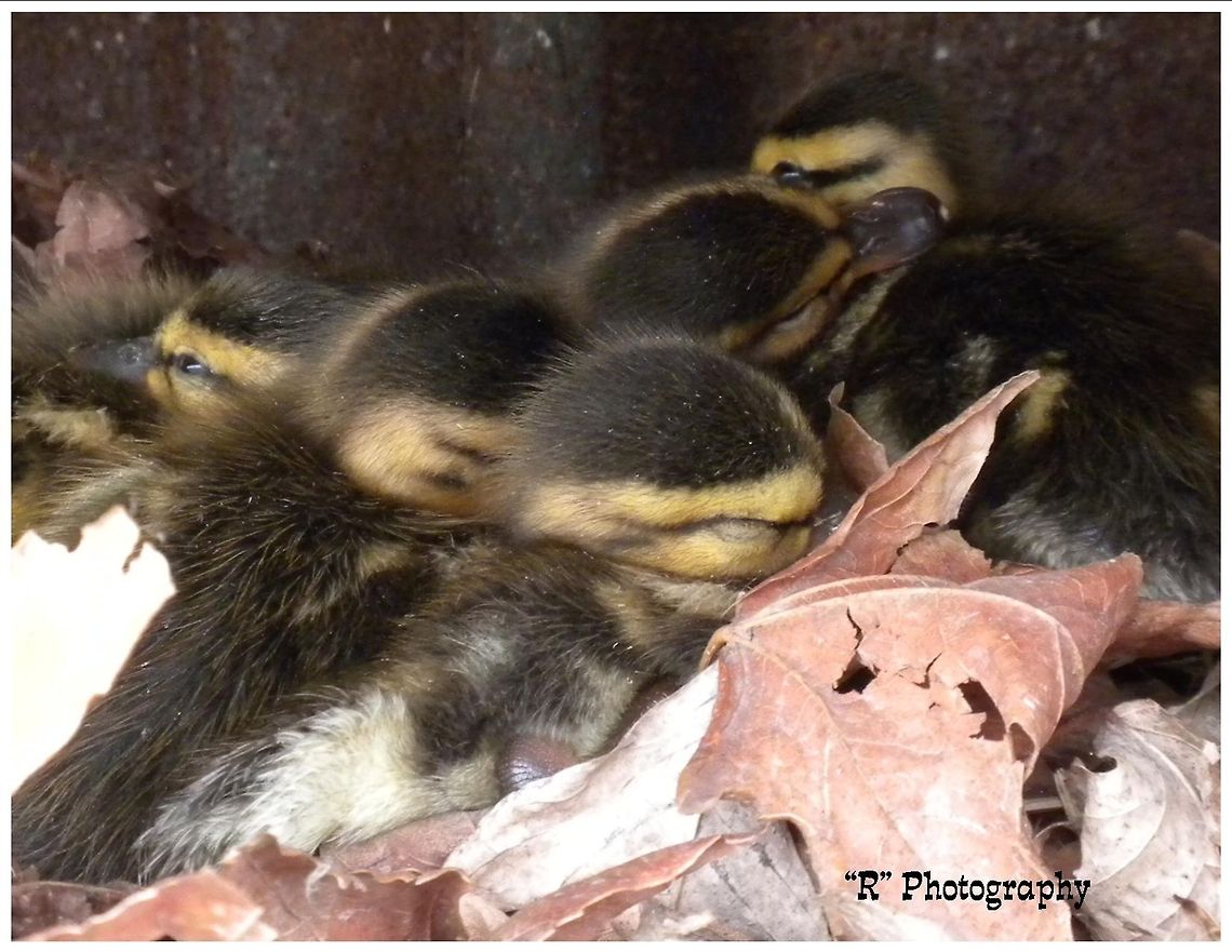 Sleeping Beauties Mallard ducklings asleep in a pile of leaves at Sawyer Park Boat Launch, Sturgeon Bay, Wisconsin. Anas platyrhynchos,Geotagged,Mallard,United States