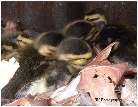 Sleeping Beauties Mallard ducklings asleep in a pile of leaves at Sawyer Park Boat Launch, Sturgeon Bay, Wisconsin. Anas platyrhynchos,Geotagged,Mallard,United States