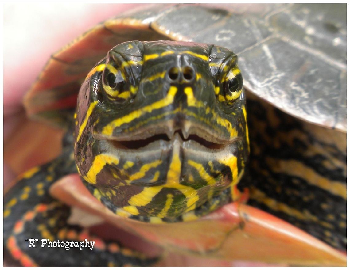 Painted Tutle Painted turtle close up at Treehaven Environmental Center, Tomahawk, Wisconsin. Chrysemys picta,Geotagged,Painted turtle,United States
