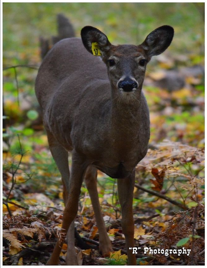 The Tagged One A tagged whitetail doe in Schmeeckle Reserve, Stevens Point, Wisconsin. Geotagged,Odocoileus virginianus,United States,White-tailed Deer